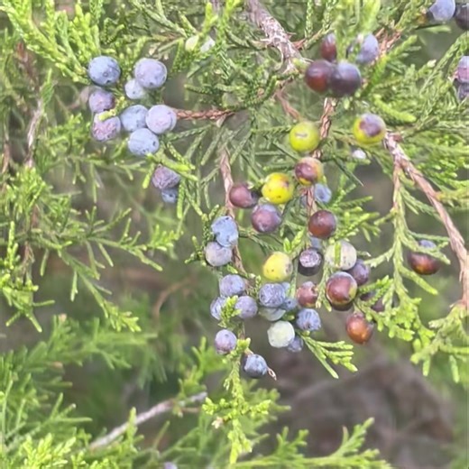 In the quiet of the woods, the cedar tree stands as a reminder of God’s provision. Its branches may look rugged, but nestled among them are small clusters of blue-gray juniper berries. These berries aren’t just decoration; they are food for birds and wildlife in the colder months, sustaining life when other sources are scarce. It’s a beautiful picture of how the Lord provides for His creation, even in the lean seasons. Just as the sparrows find nourishment in these tiny berries, so too does God 