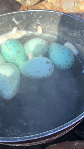 Fresh murre eggs off the cliffs near Ivujivik brought by the locals #murre #ivujivik #fyp