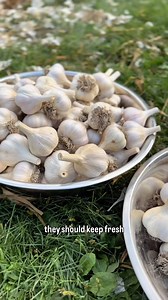 14K views · 3.7K reactions | TIPS for long-storing, AMAZING garlic!...