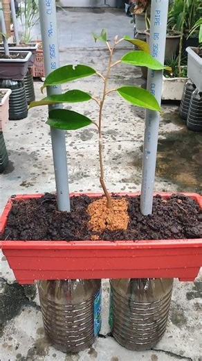 Test 7-1: MusangKing Durian Day1 in Hee Semi-Hydro Soil Fermentation Pot | 有机种植嫁接猫山王榴莲| Tanam Durian