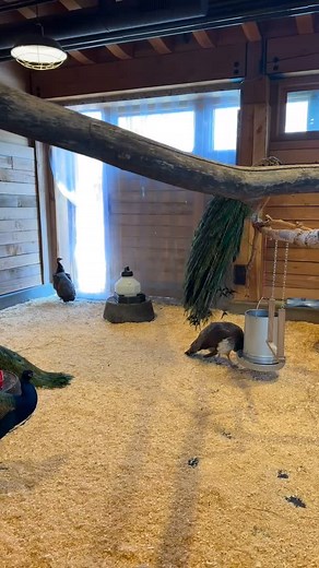 Edmonton Valley Zoo 🇨🇦 | A Fun Day in Alberta A relaxing day at the Edmonton Valley Zoo — animals, nature, and a great family-friendly spot in the city. 🐾🌿 #Edmonton #Alberta #Canada #Zoo | Ali Ozan Travel