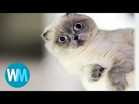 Top 5 Goofy Cats part 6