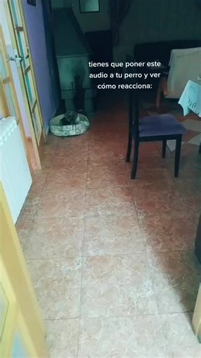 Cada vez que pongo el audio se pone nervioso y quiere jugar 😊💖#dog #perro #parati #cuqui #perroschallenge
