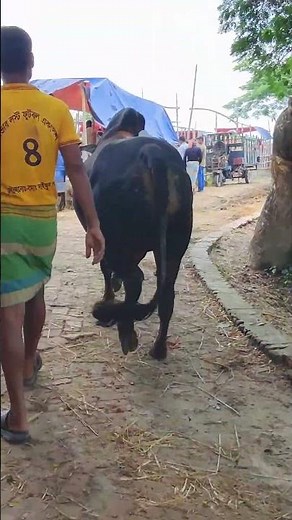 Cow videos 1209😅 #shortsvideo #funnyshorts #funny #cowGoru #cowcow #funnycow #animals