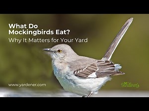 Feeding Mockingbirds: What Do Mockingbirds Eat and Why It Matters for Your Yard