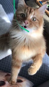 Happy National Butterscotch Pudding Day! How do you like your Pudding?! I like mine fluffy, mischievous and sweet! 🍮 | The Oreo Cat