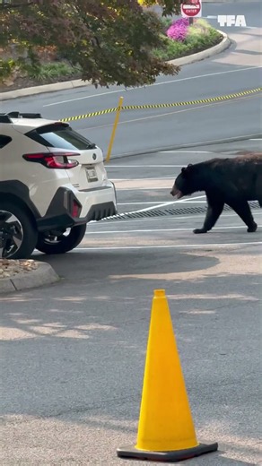 This bear in the parking lot is the talk of the town! 🐻