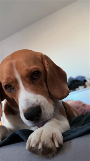 Meet Marly the Friendly Beagle