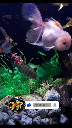 Aquarium Ambience 4K 🌊 | Relaxing Screensaver #4kscreensaver #aquariumfish #fish