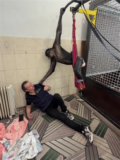 Bonnie the chimpanzee has an allergy – what's happening at the Almaty circus? Part 1