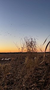 11 days and counting till we’re back at it💪🇺🇸 RedBone Calls Real Geese Decoys #huntinglife #waterfowlhunting #duckhunting #huntarkansas #specks #waterfowl #ducks #whatgetsyououtdoors #waterfowling #whatgetsyououtside #goosehunting #Specks | Eaglehead Outdoors