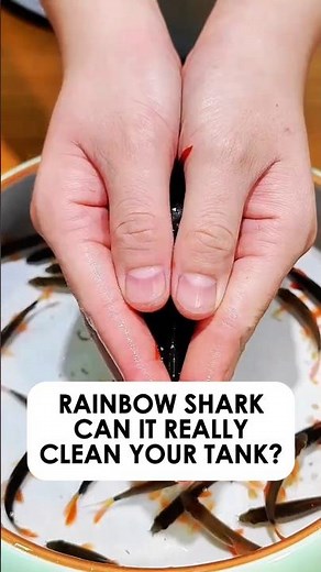 The Truth About Rainbow Sharks in Fish Tanks