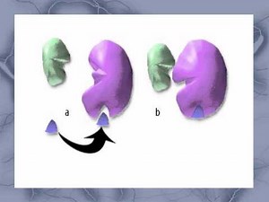 AS level. C.3 Enzyme inhibitors