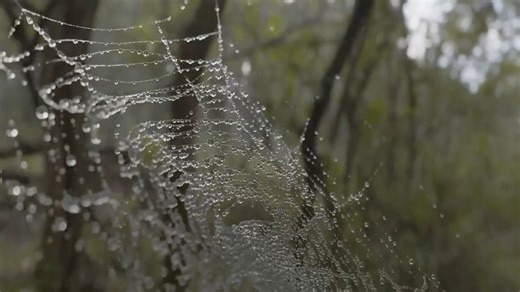8.3K views · 135 reactions | NENGHUO shared a new tutorial showing how to set up a customizable cobweb generator in Blender using Geometry Nodes. You can also get the pre-made generator for just $3: https://80.lv/articles/learn-how-to-simulate-a-hyperrealistic-3d-cobweb-using-blender/ | 80 Level | Facebook