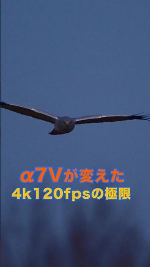 α7V 暗所でα1II超え？ハイイロチュウヒの飛翔。4K120fps暗所性能の衝撃 #α7V #α1II #ハイイロチュウヒ #4K120fps #暗所性能 #野鳥撮影 #sony