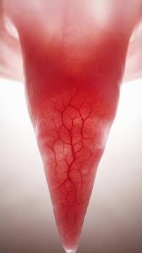 What the dangly thing in your throat actually does