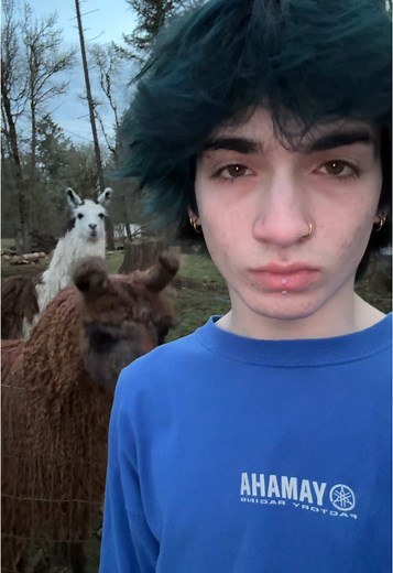 Silly Monkeys and Llamas: A Fun Video Experience