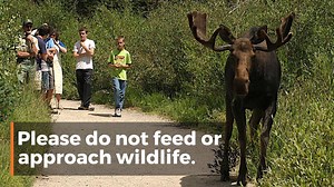 21K views · 136 reactions | ATTENTION: Most wildlife change their behavior to adapt to cold temperatures and scarce food supplies. While well-intentioned people try to help wild animals by feeding them, they can harm them instead. Please help us #KeepWildlifeWild by sharing this video and refraining from feeding wildlife. Learn more: https://go.usa.gov/xvQQU | Utah Division of Wildlife Resources | Facebook