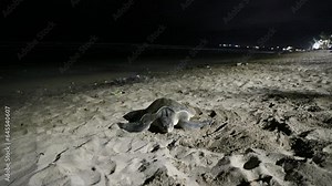 sea turtles nesting and laying eggs on the tranquil sandy beaches