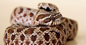 Western Hognose Snake