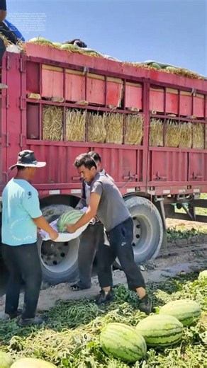 Sand auf dem Laster: Wie Bauern mit Sack & Schwung Wassermelonen zum Markt bringen