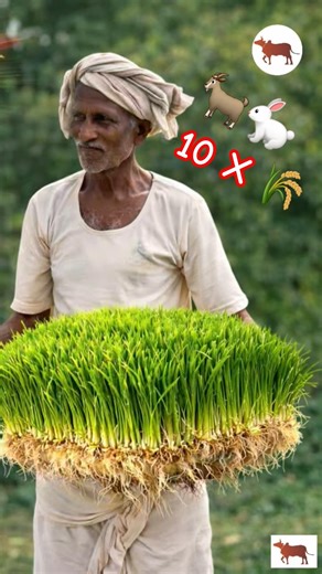 10x Fodder in 10 Days.. Easy😍 No soil, No land, No problem #shorts #ytshorts