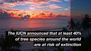 40% of the world’s tree species could disappear — scientists sound the alarm