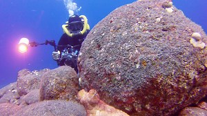 Curious Octopus Plays an Impromptu Game of Hide and Seek With an Underwater Photographer