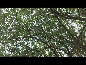 徒然草下巻 第137段 花はさかりに