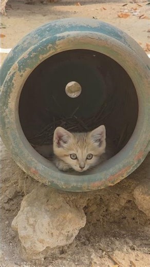 1 bébé chat Des Sables