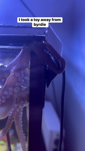 314K views · 8.9K reactions | She definitely has a temper … #thereefdoc #octopus #byrdietheocto #marineaquarist #octonation | The Reef Doc | Facebook