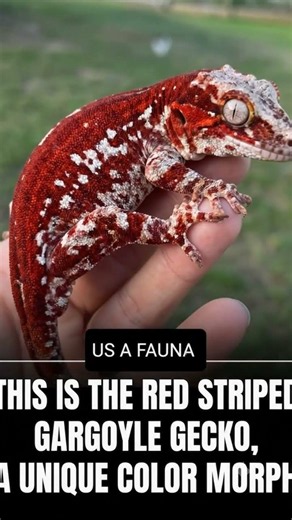 meet the Red Striped Gargoyle Gecko #GargoyleGecko #ReptileLovers