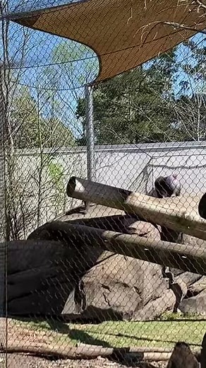 MONKEY( MANDRILL) MATING AT MEMPHIS ZOO , MEMPHIS TENNESSEE #SHORTS