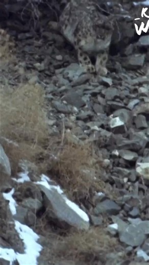 197K views · 2.2K reactions | Witness the incredible stealth of a snow leopard as it hunts Bharal in its solitary domain. The challenges of survival are on full display in this amazing footage. #SnowLeopard #Wildlife #Hunting #Nature #Survival | Real Wild | Facebook