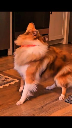 Wednesdays are for howling Tiktok🎥- @ nrmnfam | Sheltie