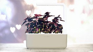 Grow your love this Valentines Day with the one you love. 25% off the Smart Garden 3: http://bit.ly/2nXjKqf | Click & Grow