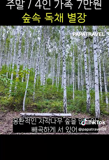 최고의 가성비 여행 코스!! #갯골자연휴양림 #속삭이는자작나무숲