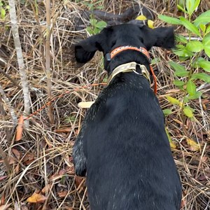 Python Cowboy Hunts on Reels