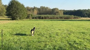 Border Collie catching and fetching frisbee in a grassy field. The dog leaps to grab the frisbee and swiftly returns it to the owner, showing off its agility and playful enthusiasm Stock Video