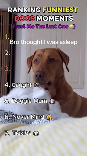 Epic dog bloopers that are too good #funnydogs #dogvideos #hilarious