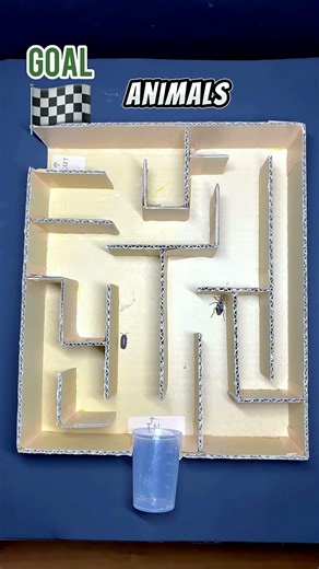 Bomber Deer" Beetle vs. Millipede: The Ultimate Maze Race! 🏁