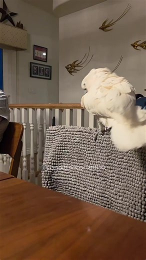 Bandit the Cockatoo: A Froze-Over Reunion with Grandpa