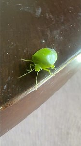 Green Stink Bug in Japan 🐞 | Nature Up Close | Animals and Cultures with Heer