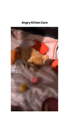 @memes.its.9 on Instagram: "This post shares a 62-second video compilation of young kittens hissing and growling in futile attempts to appear fierce, overlaid with humorous TikTok captions like "Amggryryyyyyy ", which has rapidly amassed 11,291 likes and 1,219 reposts since yesterday. Jonathan Slater, a verified creator with 69,525 followers specialising in light-hearted animal content, uses the caption "Angry Kitten Core" to evoke the internet meme trend of portraying tiny animals in exaggerate