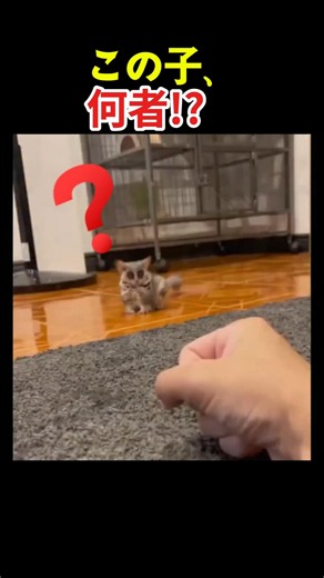 Too cute, but can you keep one as a pet? #RareAnimals #ExoticPets #shorts