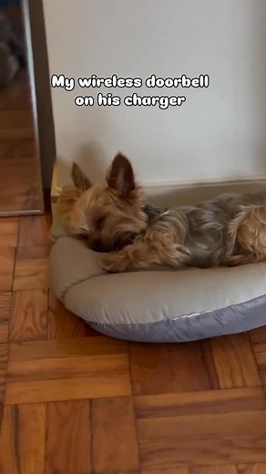 5.9K views · 189 reactions | System update in progress. Please do not disturb.  @louieforprez | BarkBox | Facebook