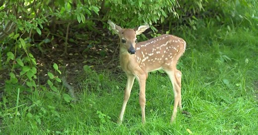 A warning for fawn season