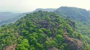 Aerial View Green Trees Growing On Stock Footage Video (100% Royalty-free) 3735344129 | Shutterstock