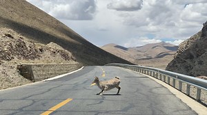 3.3K views · 43 reactions | Surprise! Meet lovely creatures on the journey to Shigatse. (Please be mindful: When meeting wild animals in Tibet, kindly maintain a safe distance and avoid disturbing them.) #tibetanwildlife #tibettour #visittibet | Tibet Vista Travel | Facebook