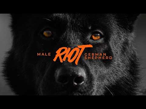 The Ultimate Protection Dog